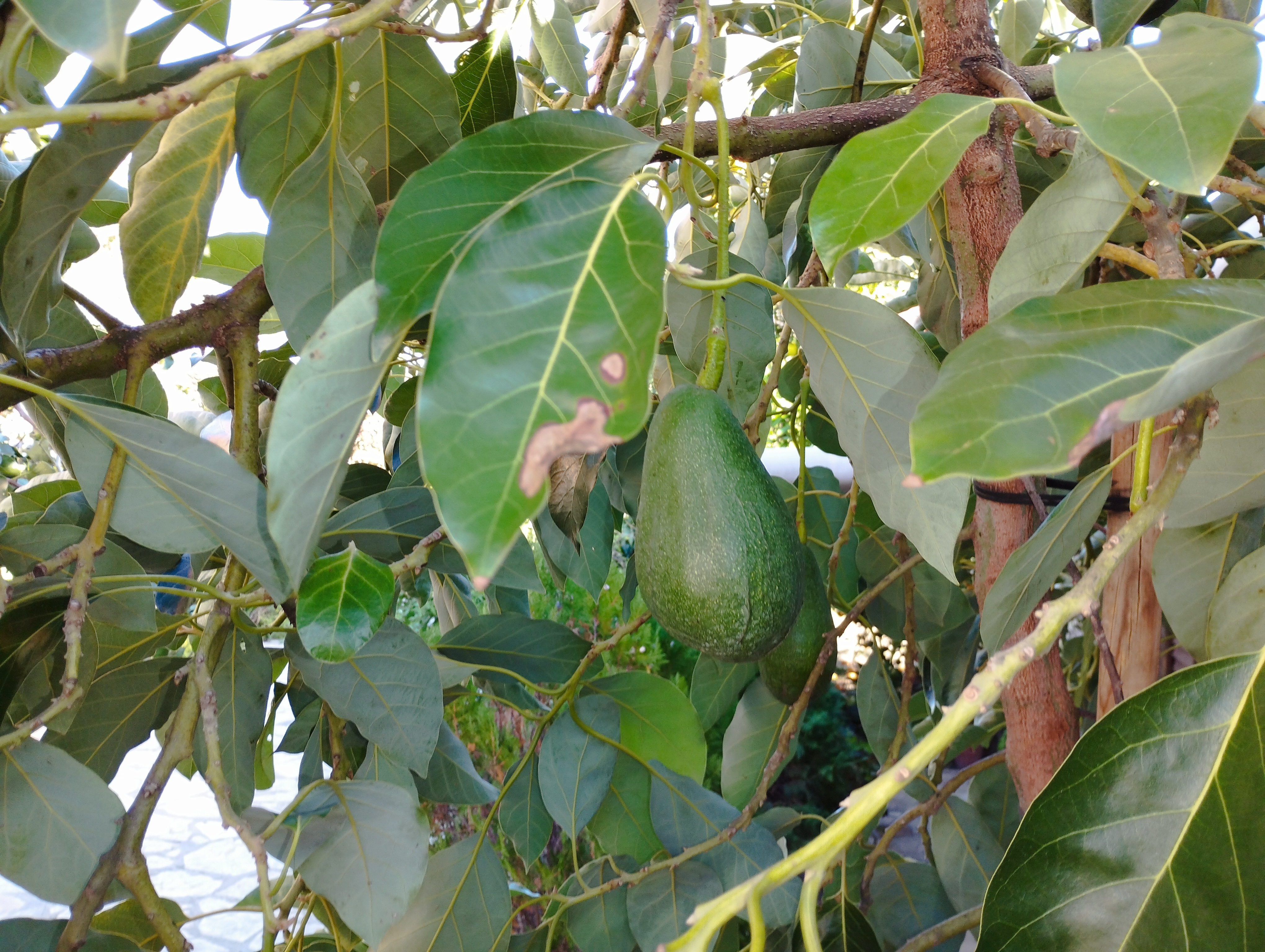 aguacatero con aguacates en sus ramas