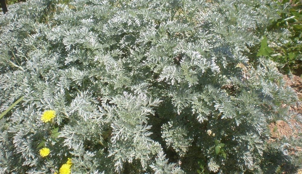 planta ajenjo