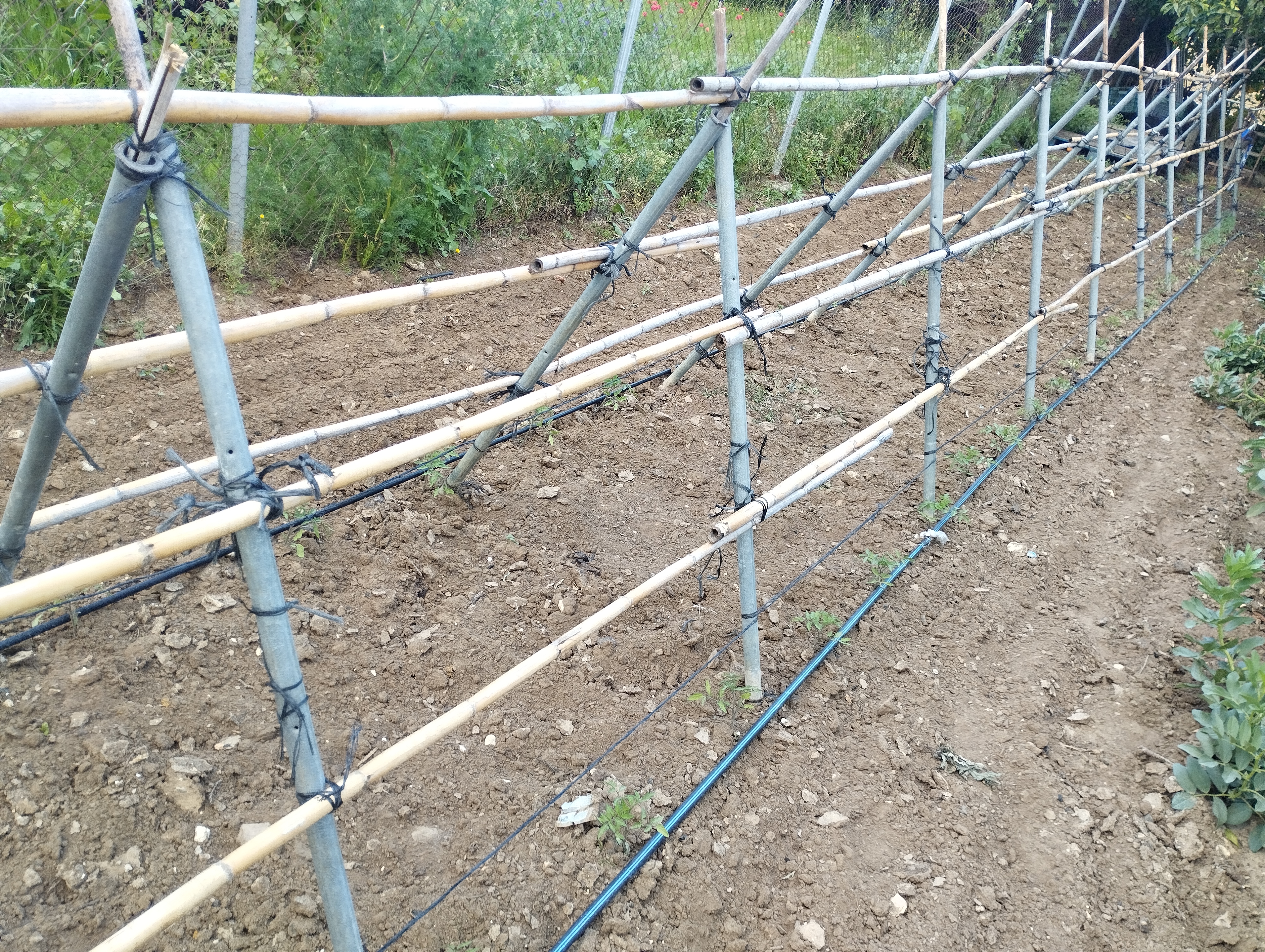 Enturado de tomateras