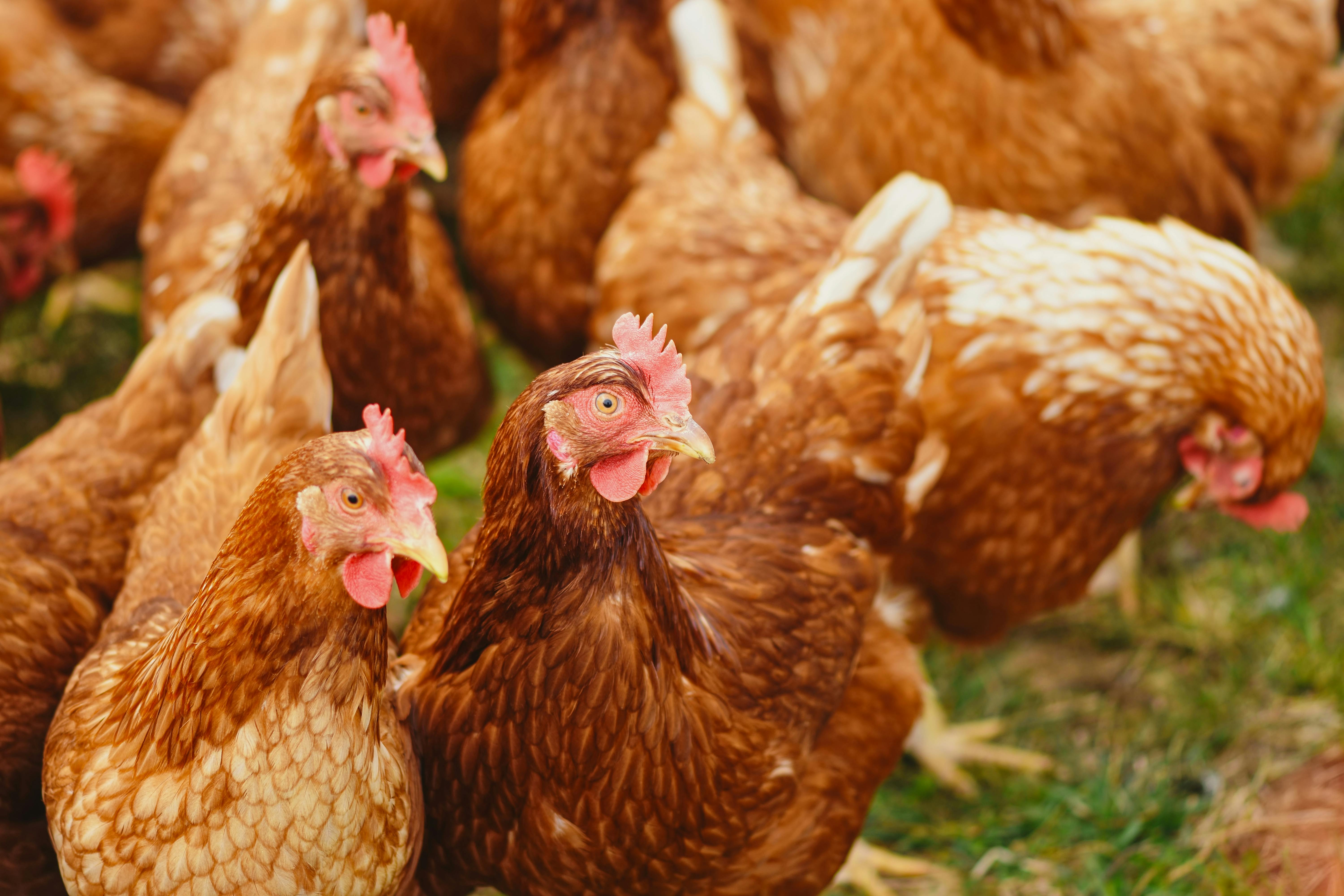 gallinas camperas
