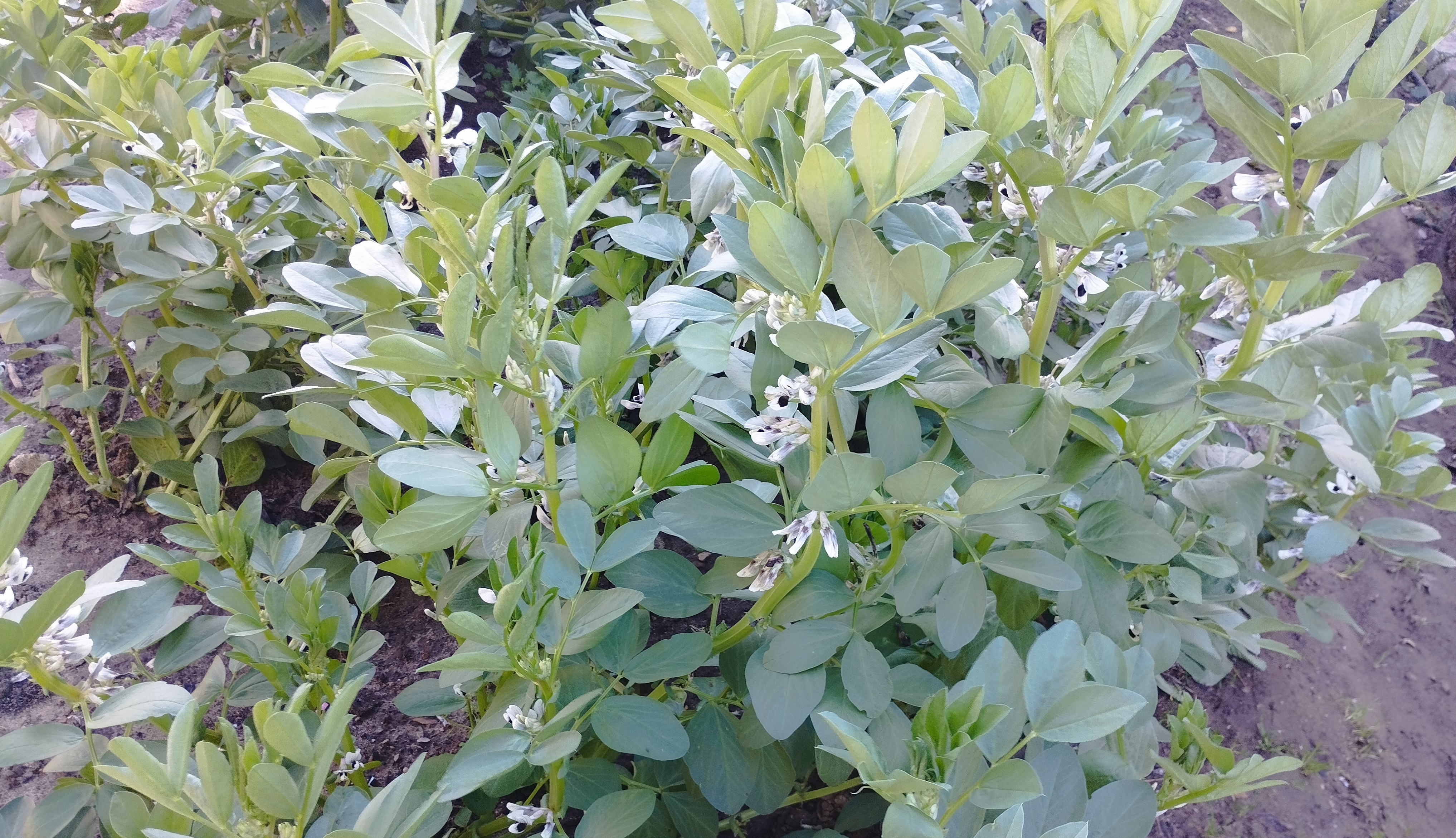 cultivo de habas