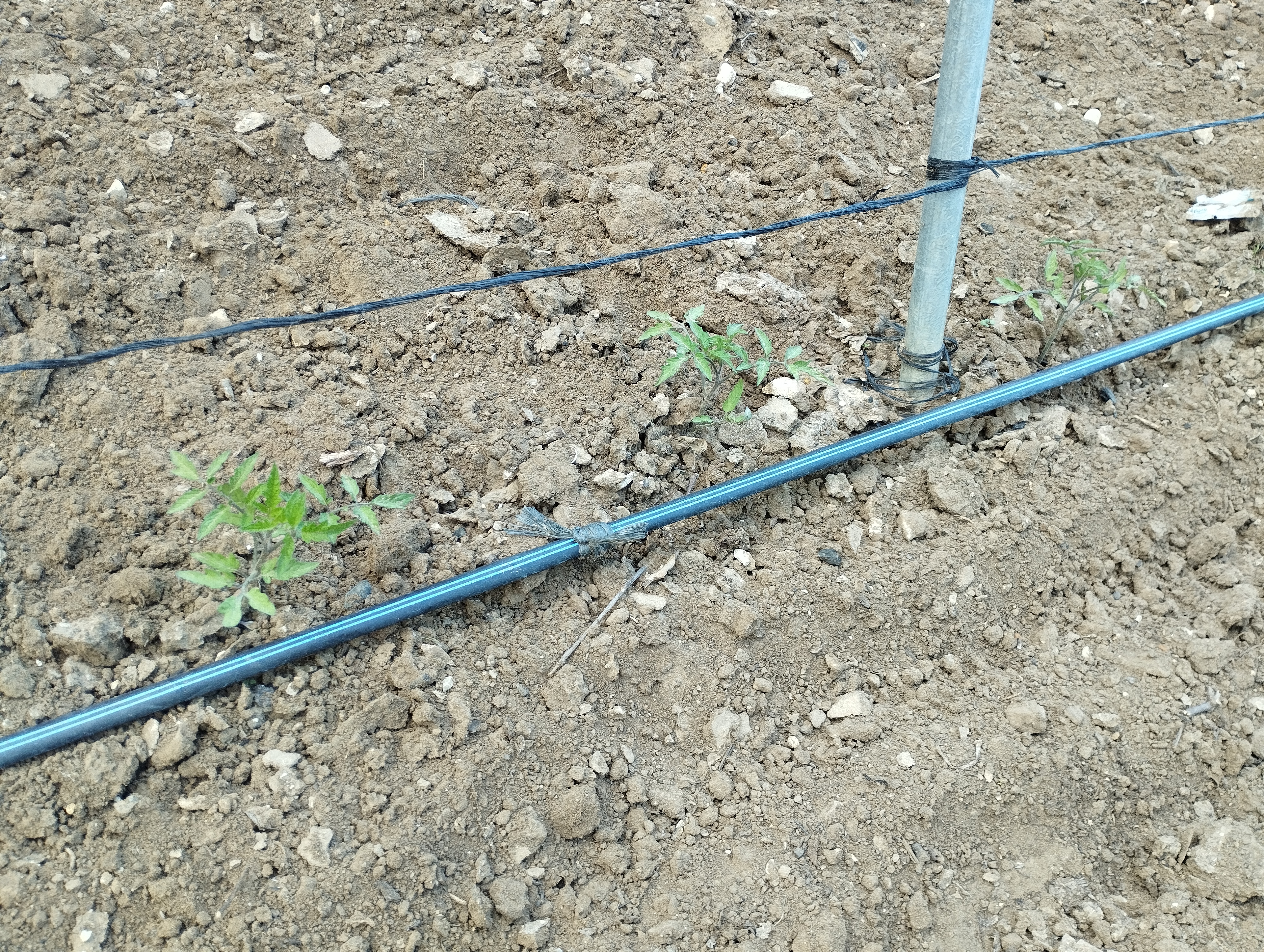 planteras de tomateras con goteo