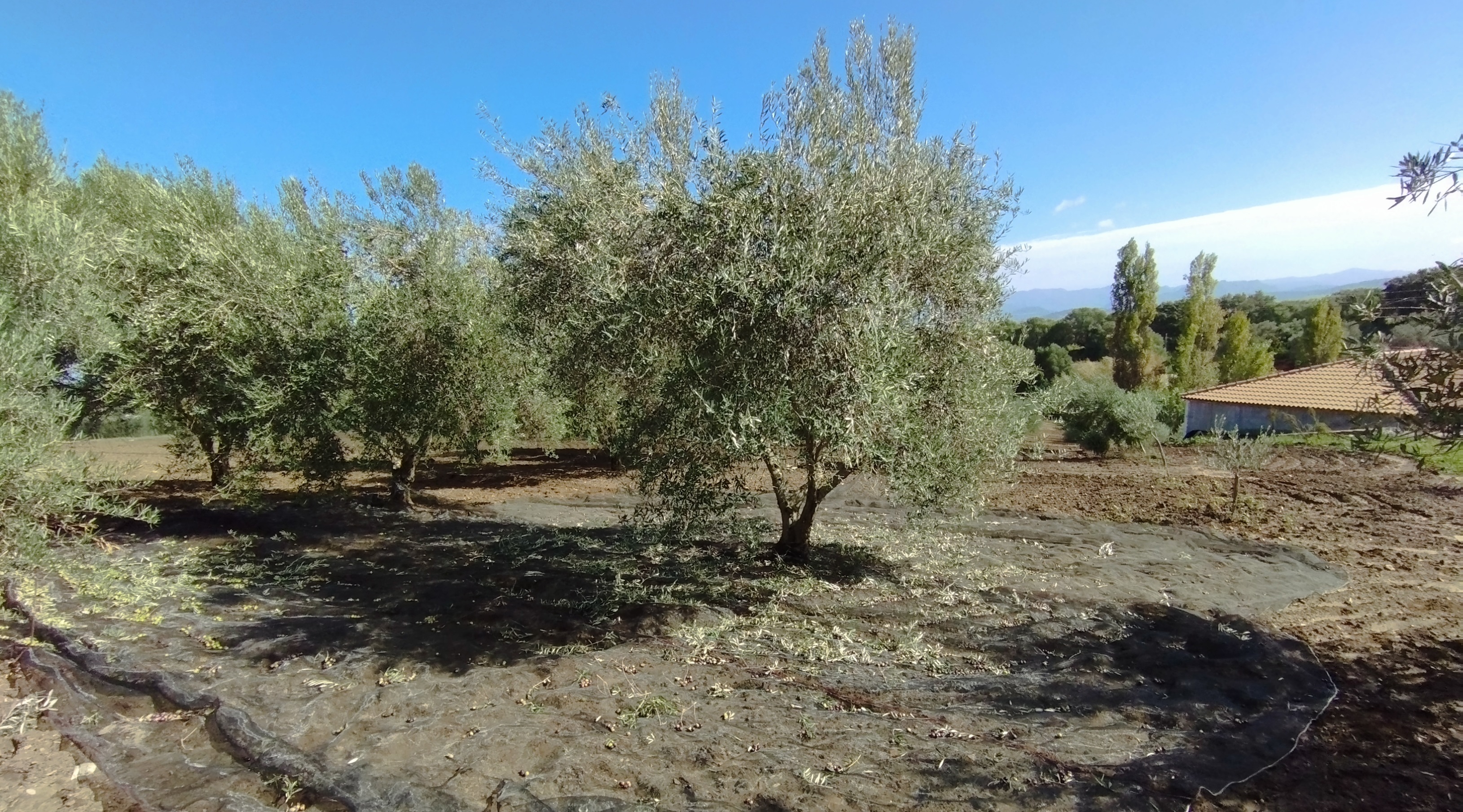 vareado de los olivos